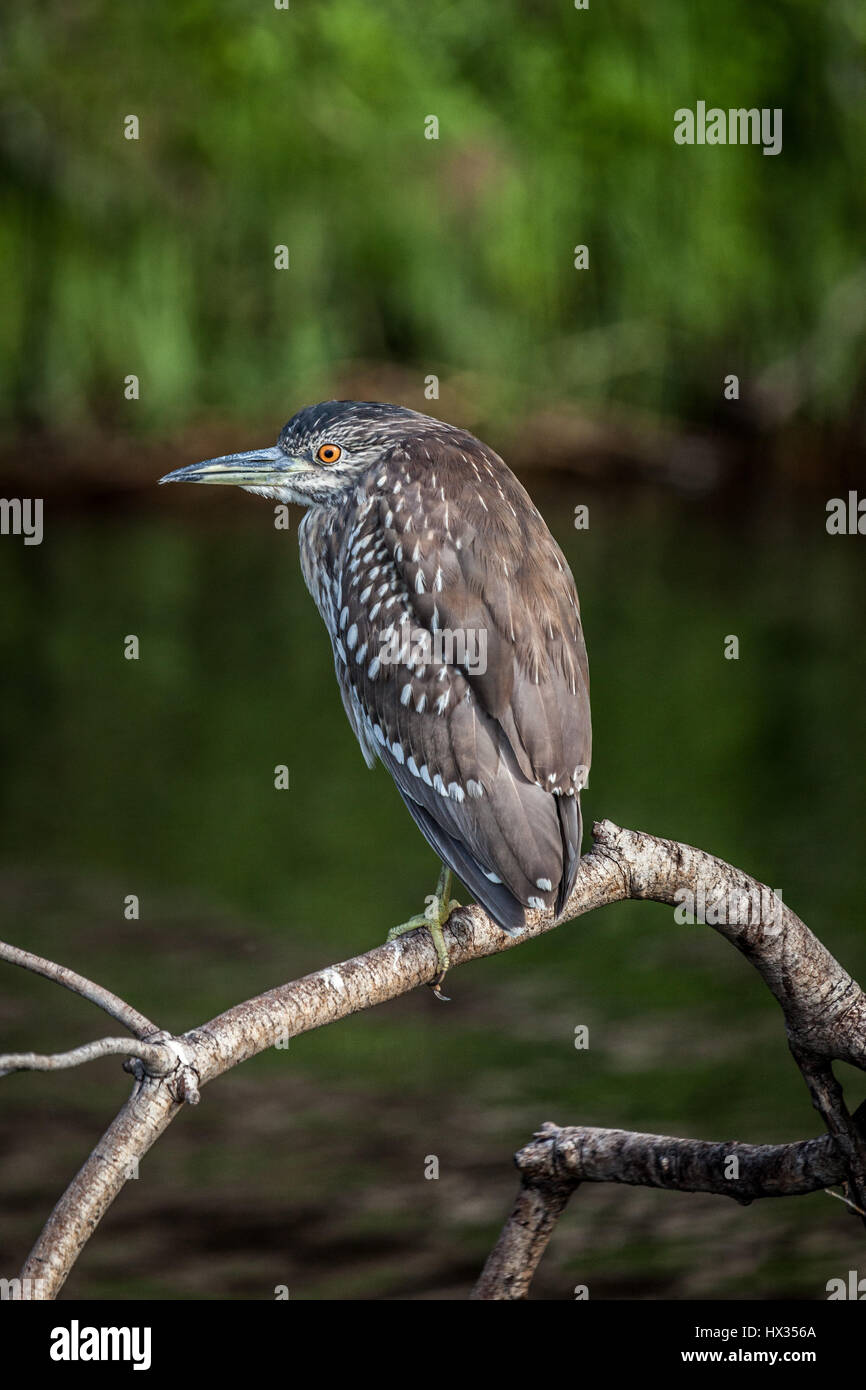 Héron juvénile assis sur un arbre dans la rivière Chobe, au Botswana. Banque D'Images