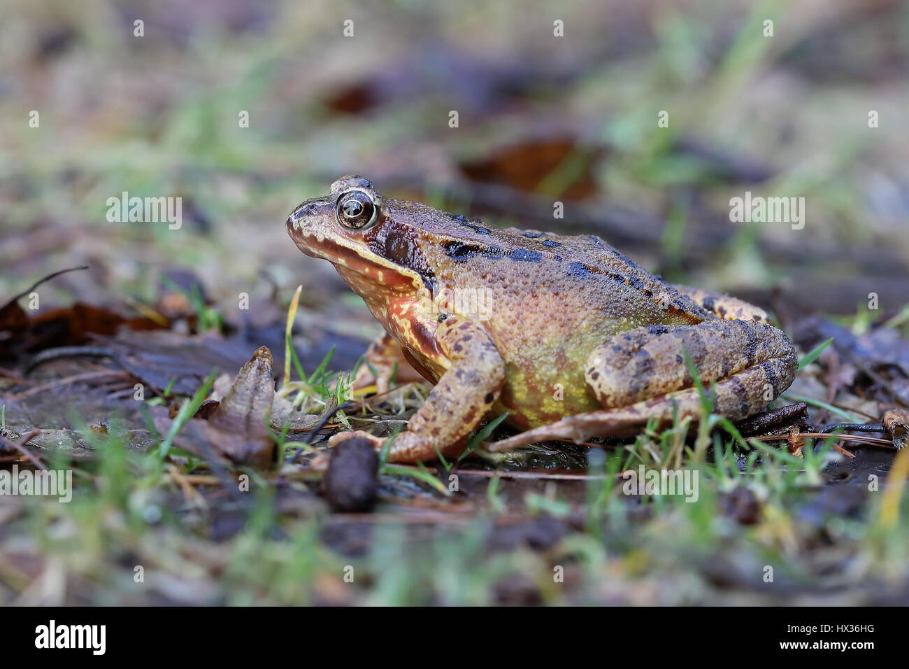 European common frog (Rana temporaria) assis dans l'herbe humide, Malscheid Réserve Naturelle, Siegerland, Rhénanie du Nord-Westphalie Banque D'Images
