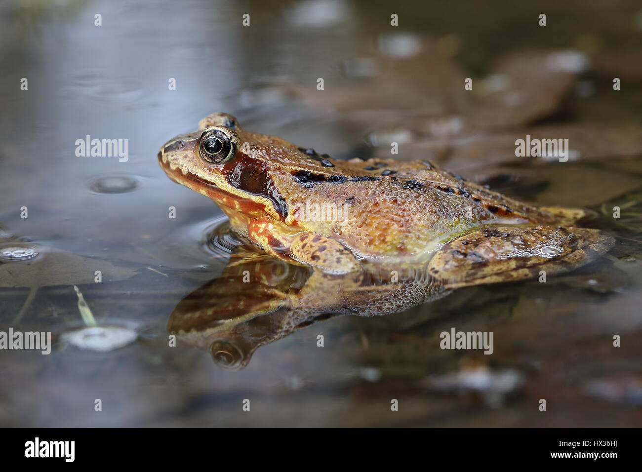European common frog (Rana temporaria) assis dans l'eau peu profonde, Malscheid Réserve Naturelle, Siegerland, Rhénanie du Nord-Westphalie Banque D'Images