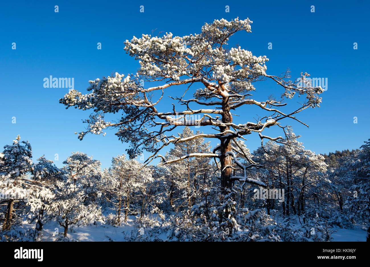 Forêt de pins avec de la neige dans la réserve naturelle, l'Isar, Haute-bavière Bavière, Allemagne Banque D'Images