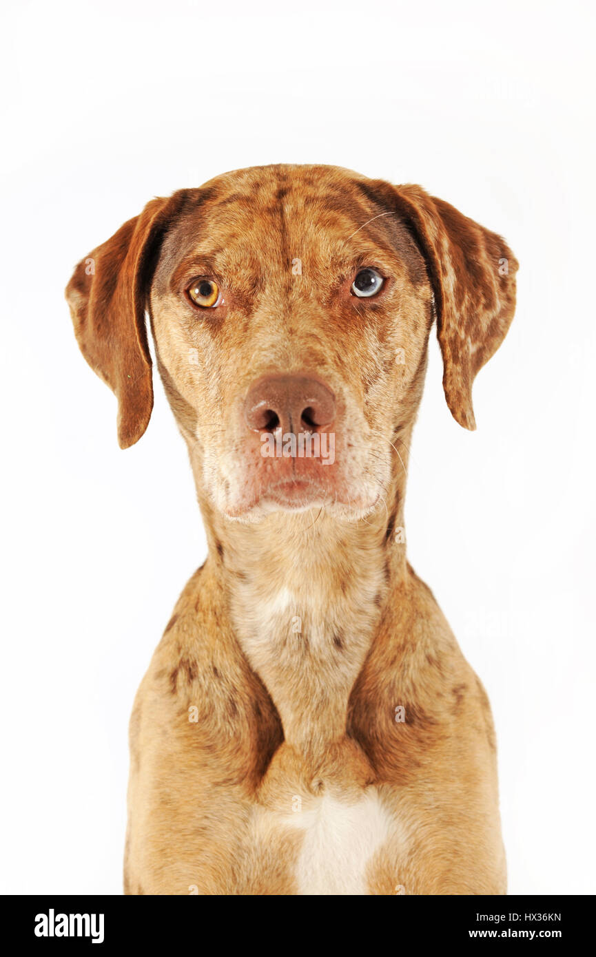 milo activation ball dog