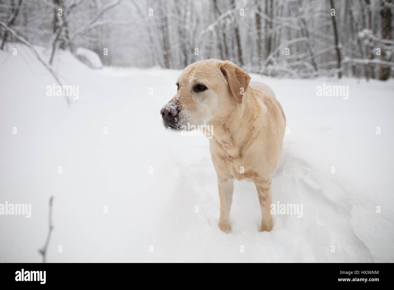 Un Labrador Retriever jaune (yellow lab) chien marche dans la neige au cours d'une tempête de neige dans la région de Hastings Highlands, Ontario, Canada. Banque D'Images