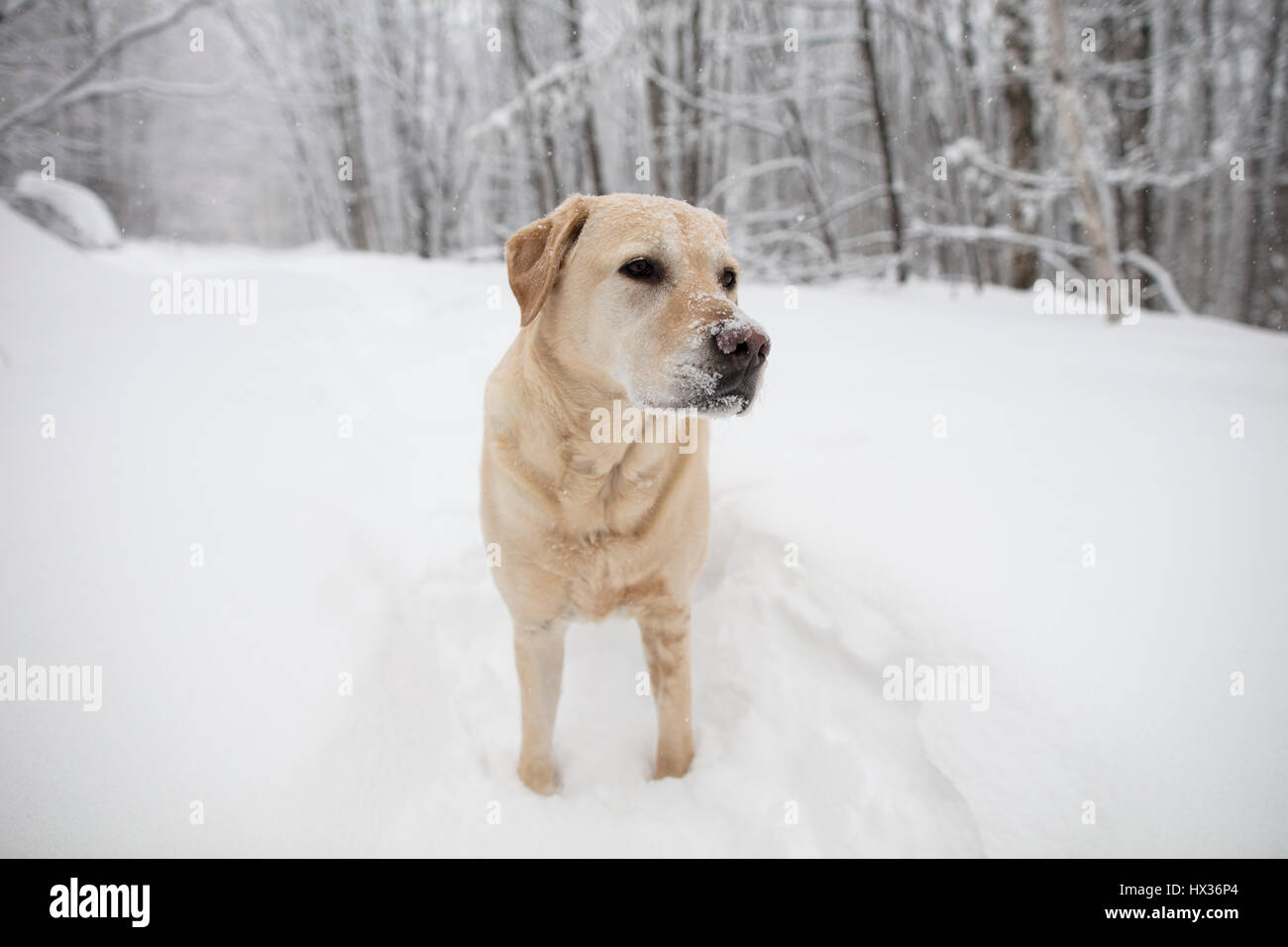 Un Labrador Retriever jaune (yellow lab) chien marche dans la neige au cours d'une tempête de neige dans la région de Hastings Highlands, Ontario, Canada. Banque D'Images