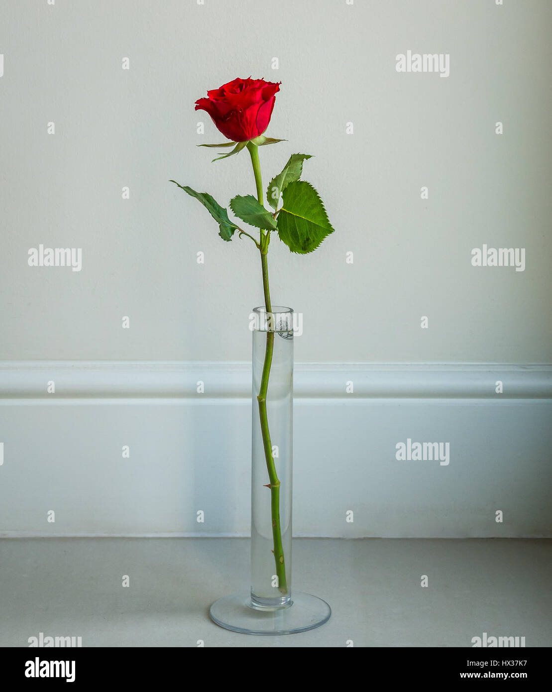 Rose unique Banque de photographies et d'images à haute résolution - Alamy