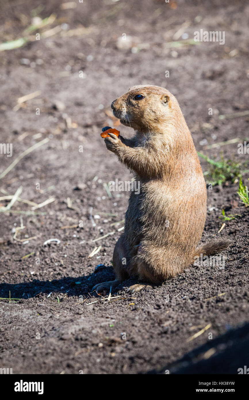 Chien de prairie Banque D'Images