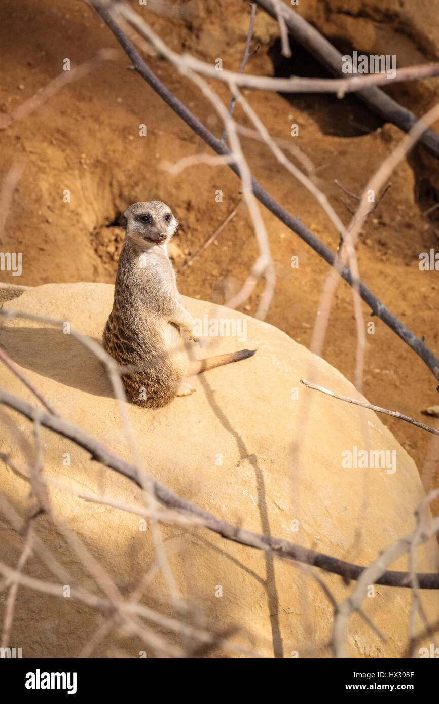 Meerkat (Suricata suricatta) Banque D'Images