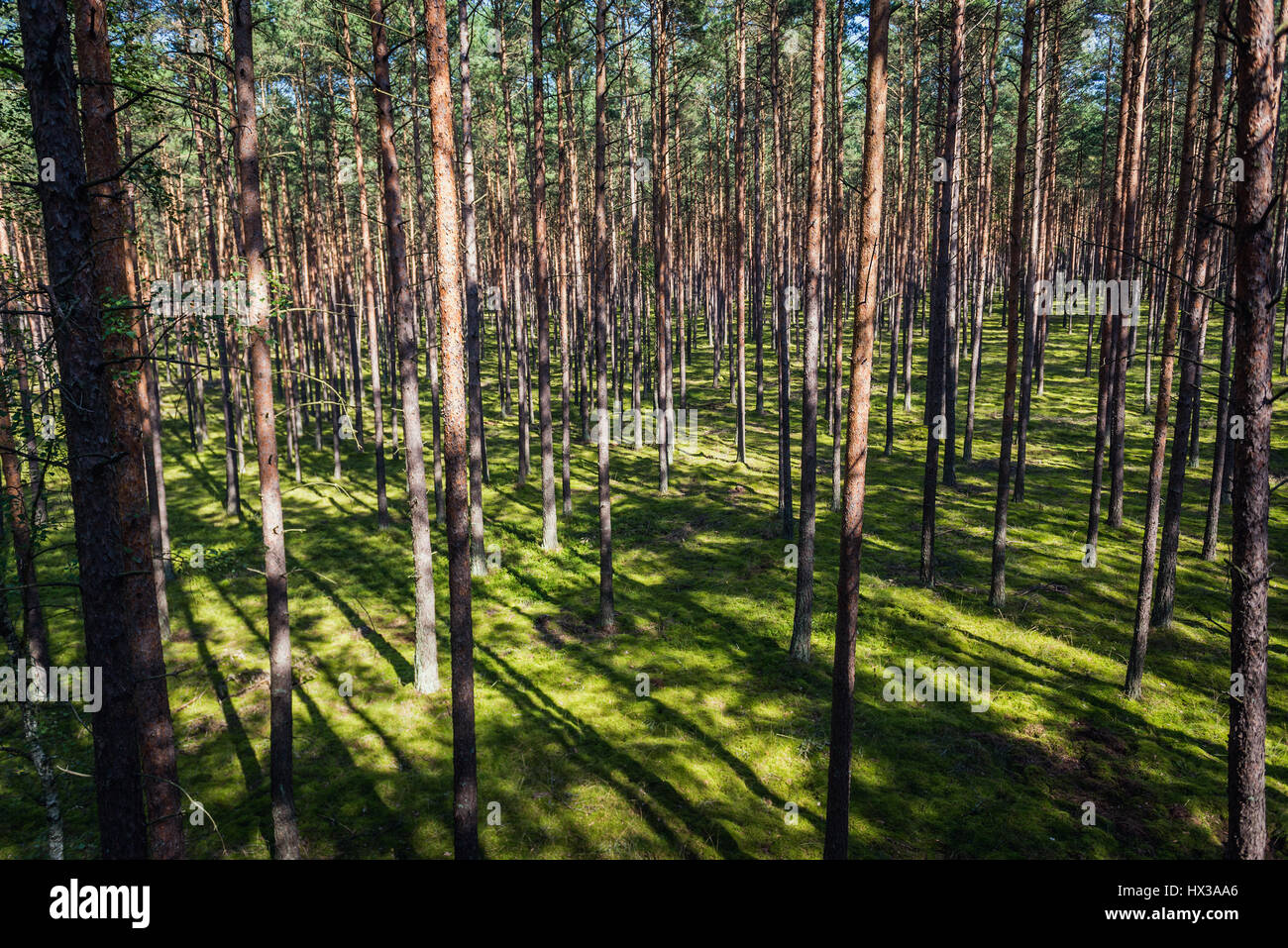 Également connu sous le nom de forêt de pins Tucholskie en voïvodie de Cujavie-Poméranie en Pologne Banque D'Images
