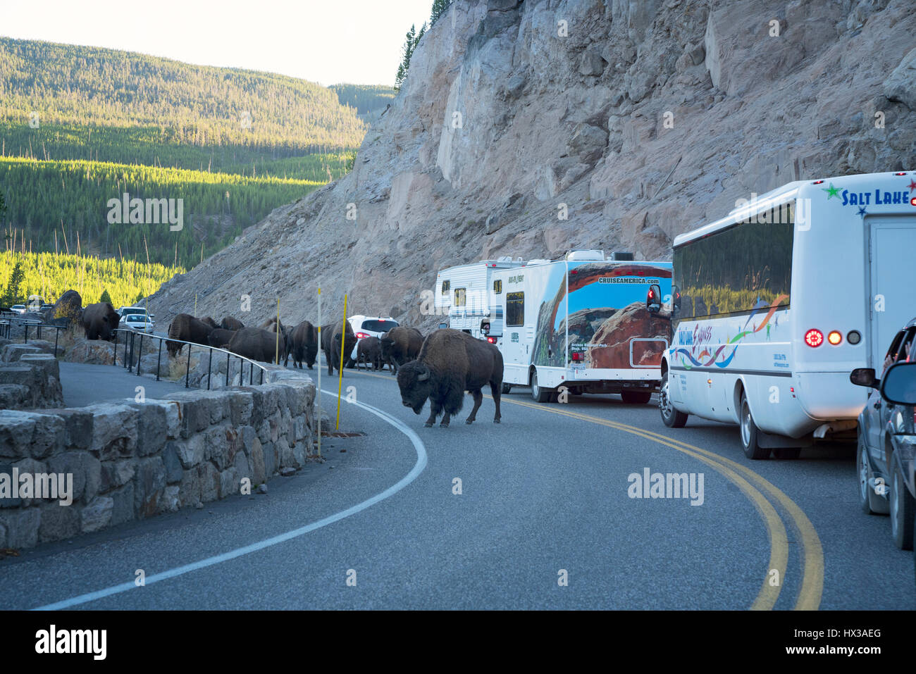 Blocage Buffalo road. Le Parc National de Yellowstone, Wyoming Banque D'Images