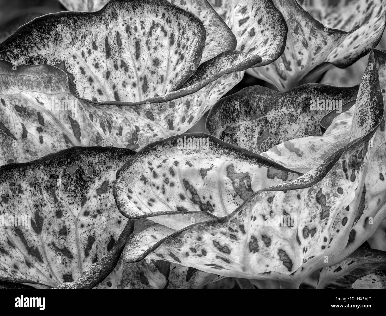 Close up of caladium feuilles. Banque D'Images Close up of caladium feuilles. Banque D'Images