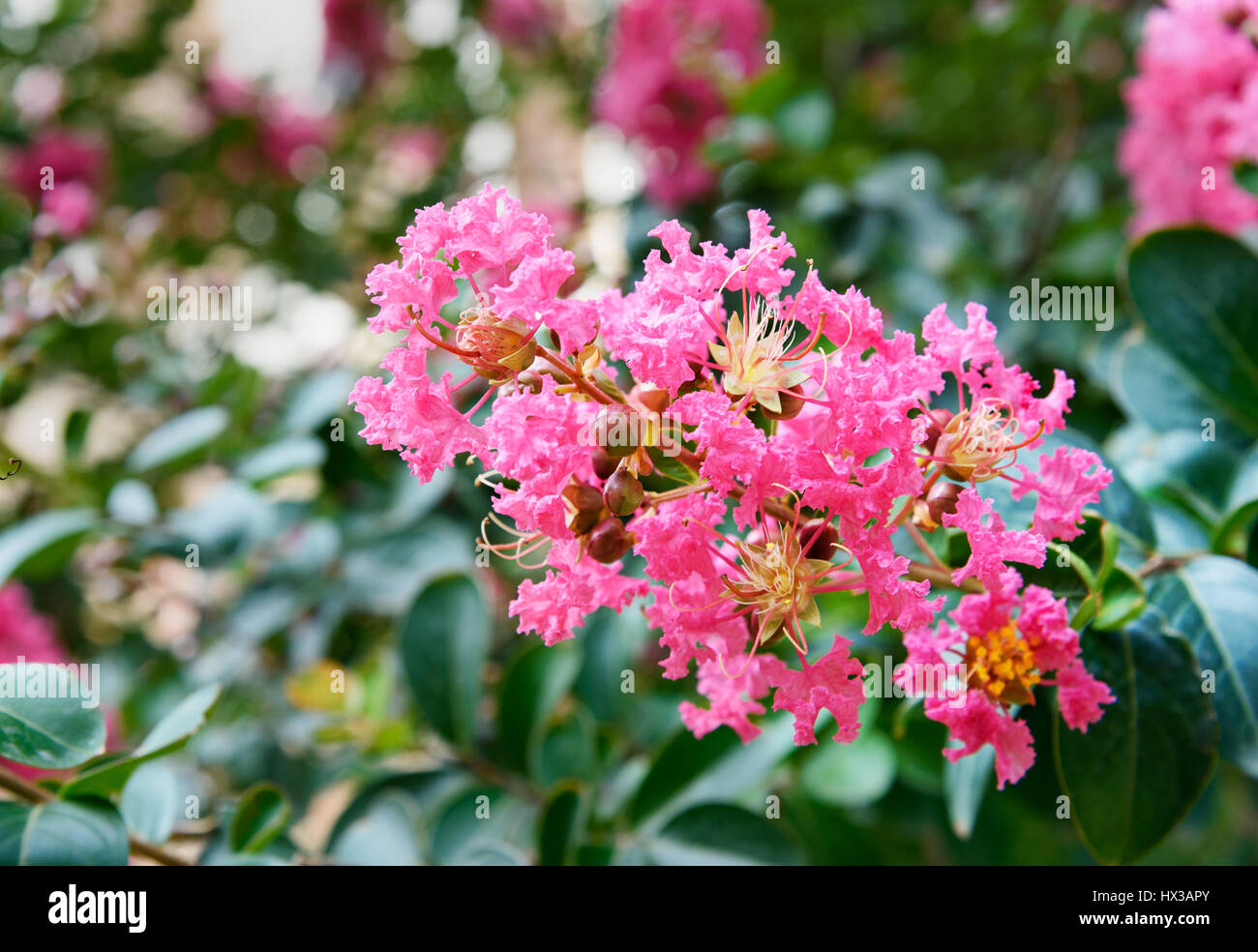 Lagerstroemia Fleurs ou dans le jardin de fleurs Crape sur vert Banque D'Images