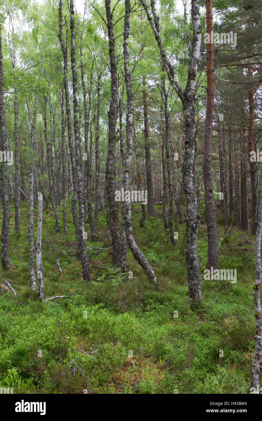 Bouleau blanc, Betula pendula, les arbres qui poussent dans les bois, de Rothiemurchus, les Highlands, Ecosse, Royaume-Uni. Banque D'Images