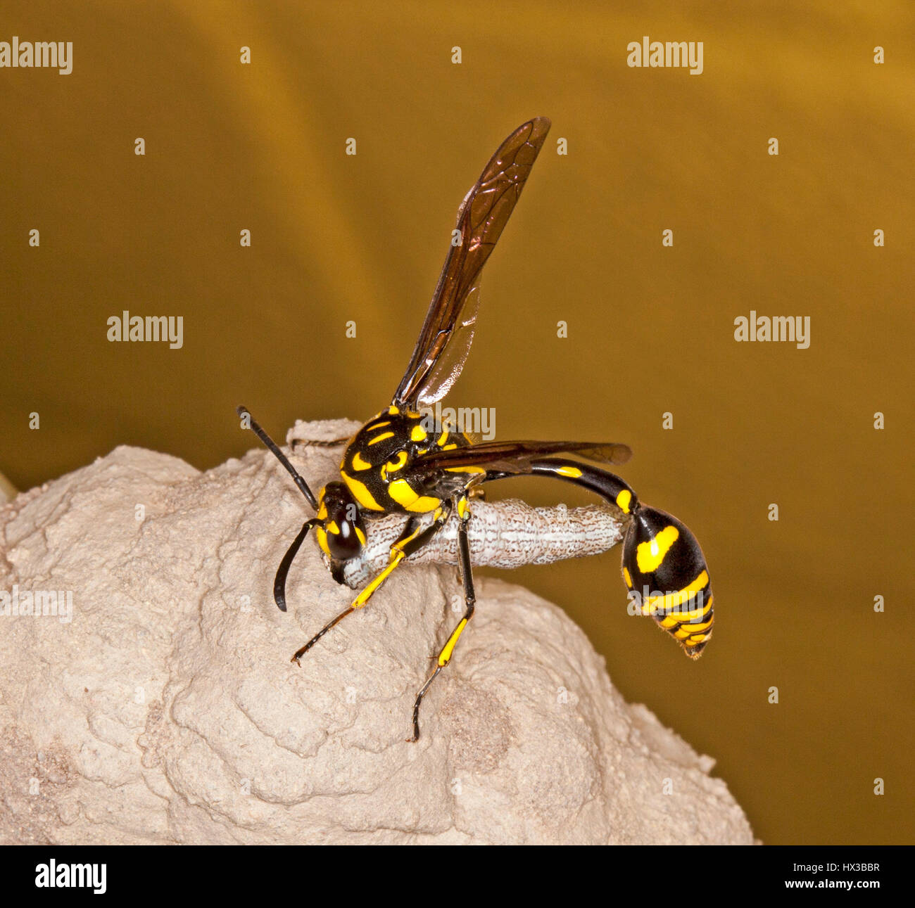 Image inhabituelle de black& australienne jaune potter / eppipplum Abispa guêpe frelon insectes bénéfiques, brun clair mettant en nid de boue Caterpillar Banque D'Images