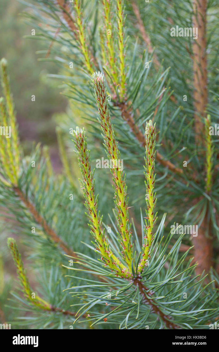 Pin sylvestre, Pinus sylvestris, close-up de nouvelles feuilles. Rothiemurchus, Ecosse, Royaume-Uni Banque D'Images