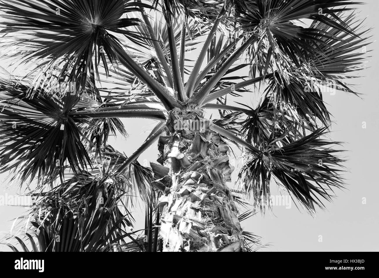Palmiers landscaping Banque D'Images