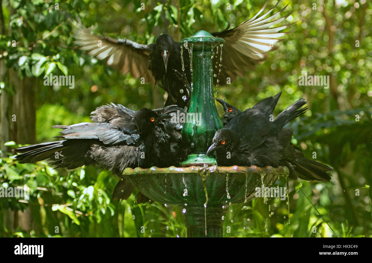 Corcorax Vue humoristique de famille de white-winged choughs Corcorax ...