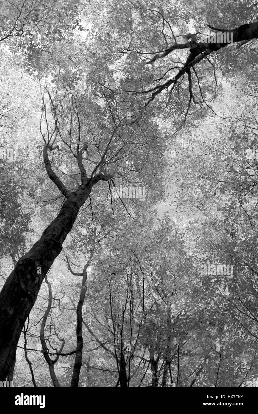 Fagus sylvatica hêtre arbres en automne, forêt, Micheldever Hampshire. Banque D'Images