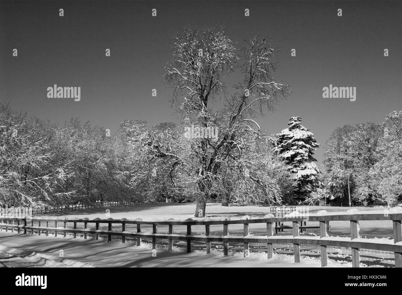 Scène de neige ensoleillé arbre et clôture de style ranch,Deane, Hampshire. Banque D'Images