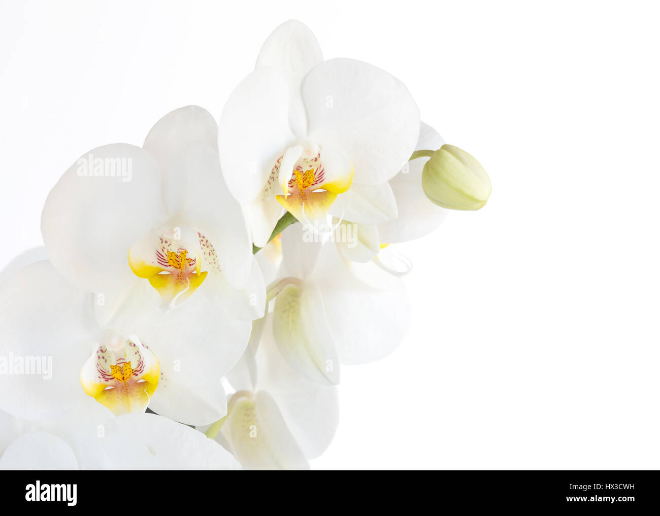 Close up Phalaenopsis, orchidée papillon de fleurs sur fond blanc Banque D'Images