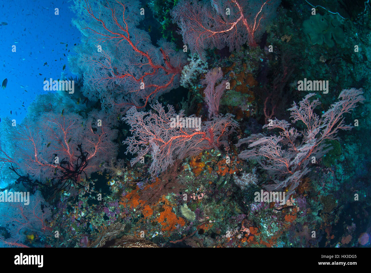 Forêt de gorgones géantes des fans de la mer d'un récif corallien sain sur un mur raide à Raja Ampat, en Indonésie. Banque D'Images