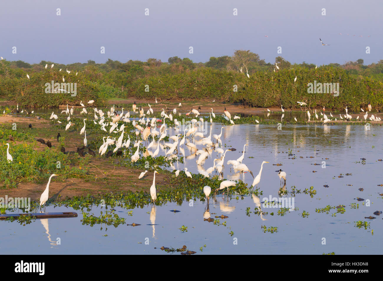 Beaux paysages du Pantanal, l'Amérique du Sud, Brésil. La nature et la faune le long de la route Transpantaneira célèbre. Banque D'Images