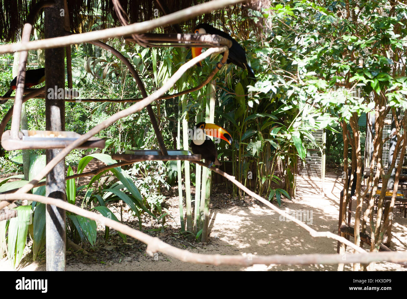Toucan oiseau sur la nature dans la région de Foz do Iguazu, Brésil. La faune du Brésil Banque D'Images