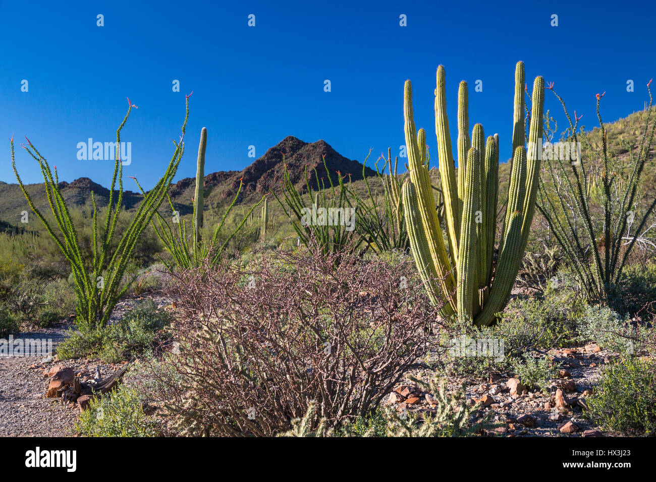 La végétation du désert de cactus dans le tuyau d'Orgue Cactus National Monument, Arizona, USA. Banque D'Images