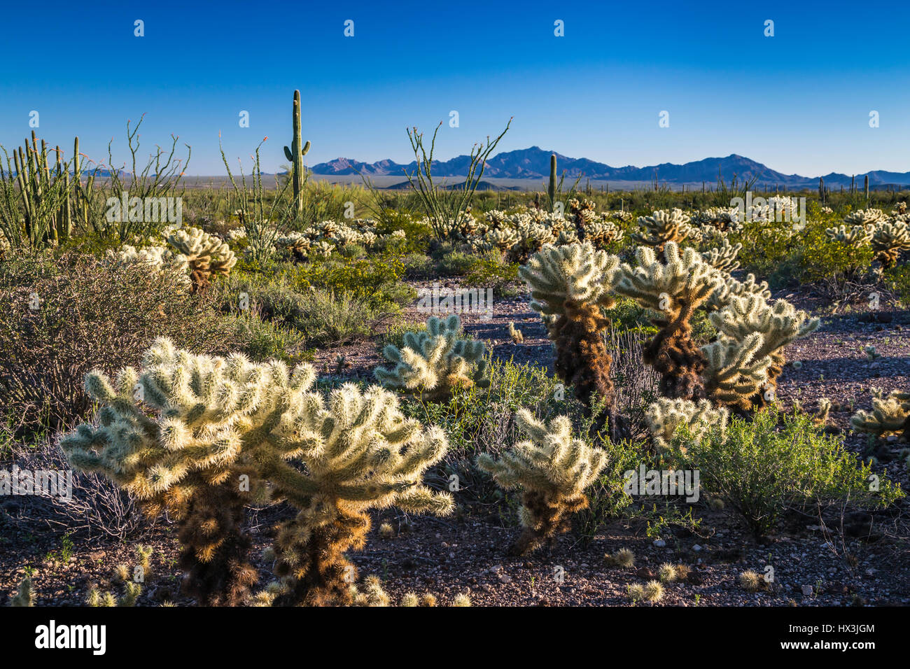 La végétation du désert de cactus dans le tuyau d'Orgue Cactus National Monument, Arizona, USA. Banque D'Images