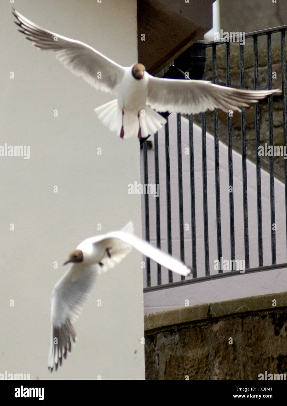 Mouettes dans l'environnement urbain Banque D'Images