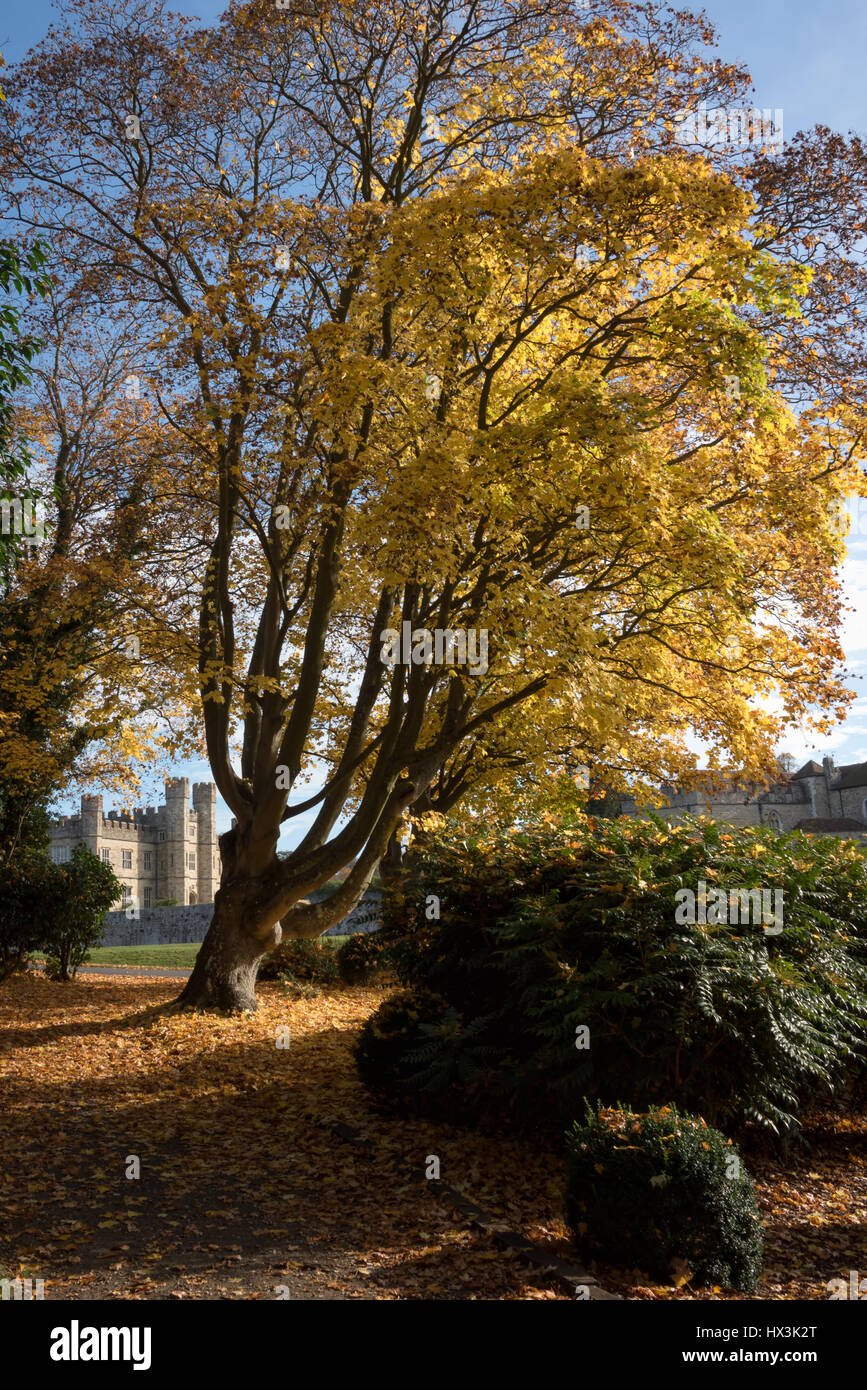 Un arbre à feuillage doré et le château dans le Banque D'Images