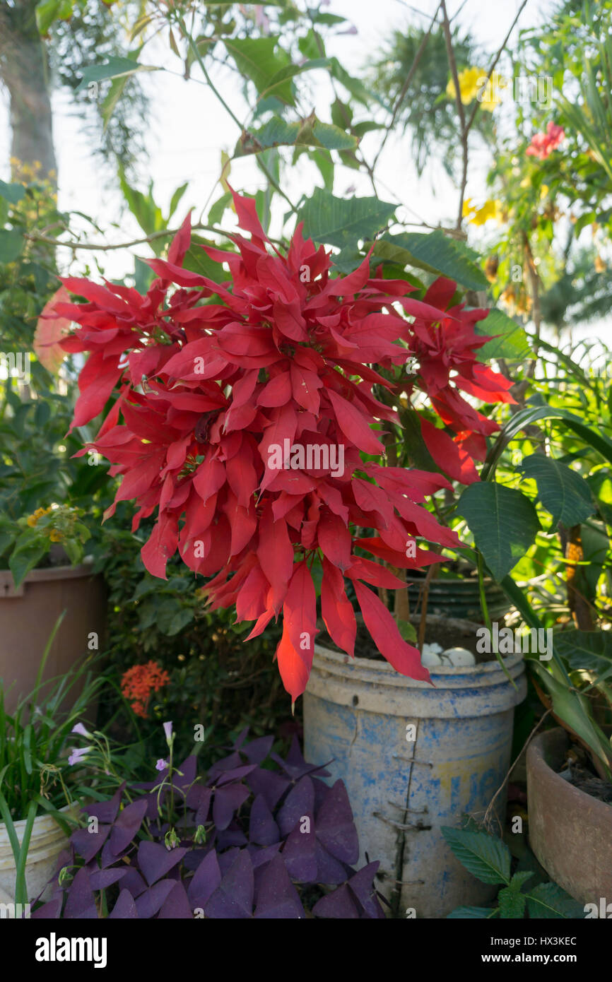 Plantes Et Fleurs Philippines Banque De Photographies Et D images plantes-et-fleurs-philippines-banque-de-photographies-et-d-images