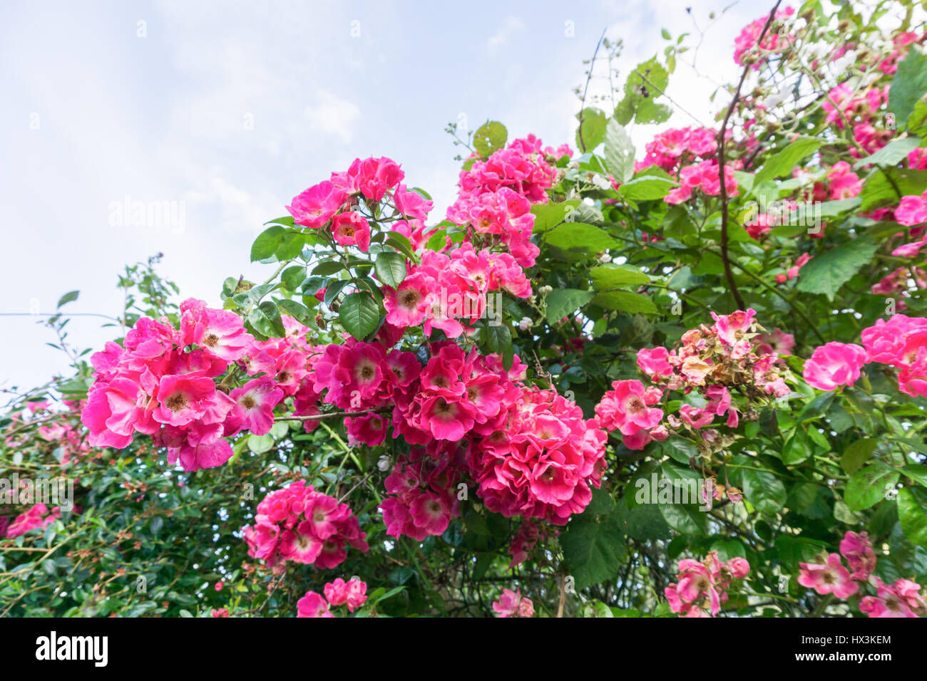 Fleurs roses sur un buisson dans la campagne Banque D'Images