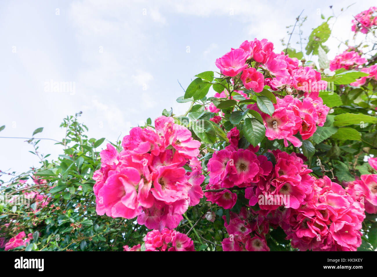 Fleurs roses sur un buisson dans la campagne Banque D'Images