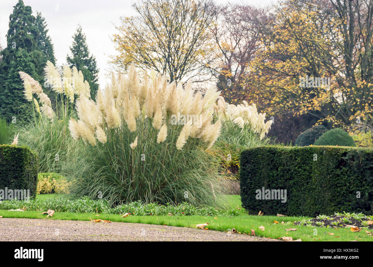 L'herbe dans un parc Oriental Banque D'Images