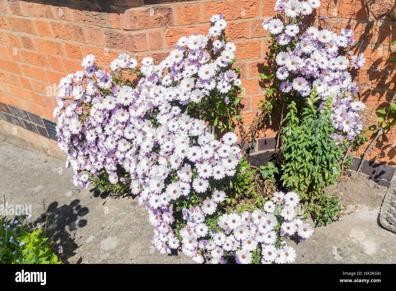 Fleurs lilas sur un buisson en face d'une maison en Angleterre Banque D'Images