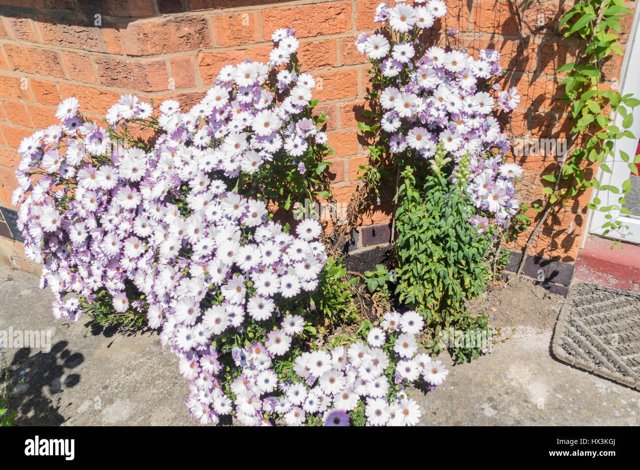 Fleurs lilas sur un buisson en face d'une maison en Angleterre Banque D'Images