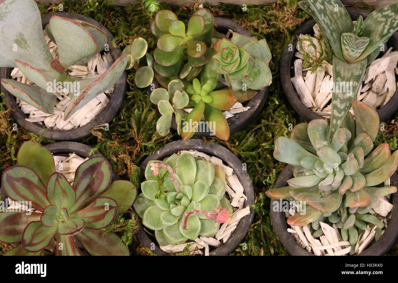 Beaucoup de petites plantes grasses pour vendre à un fleuriste Banque D'Images