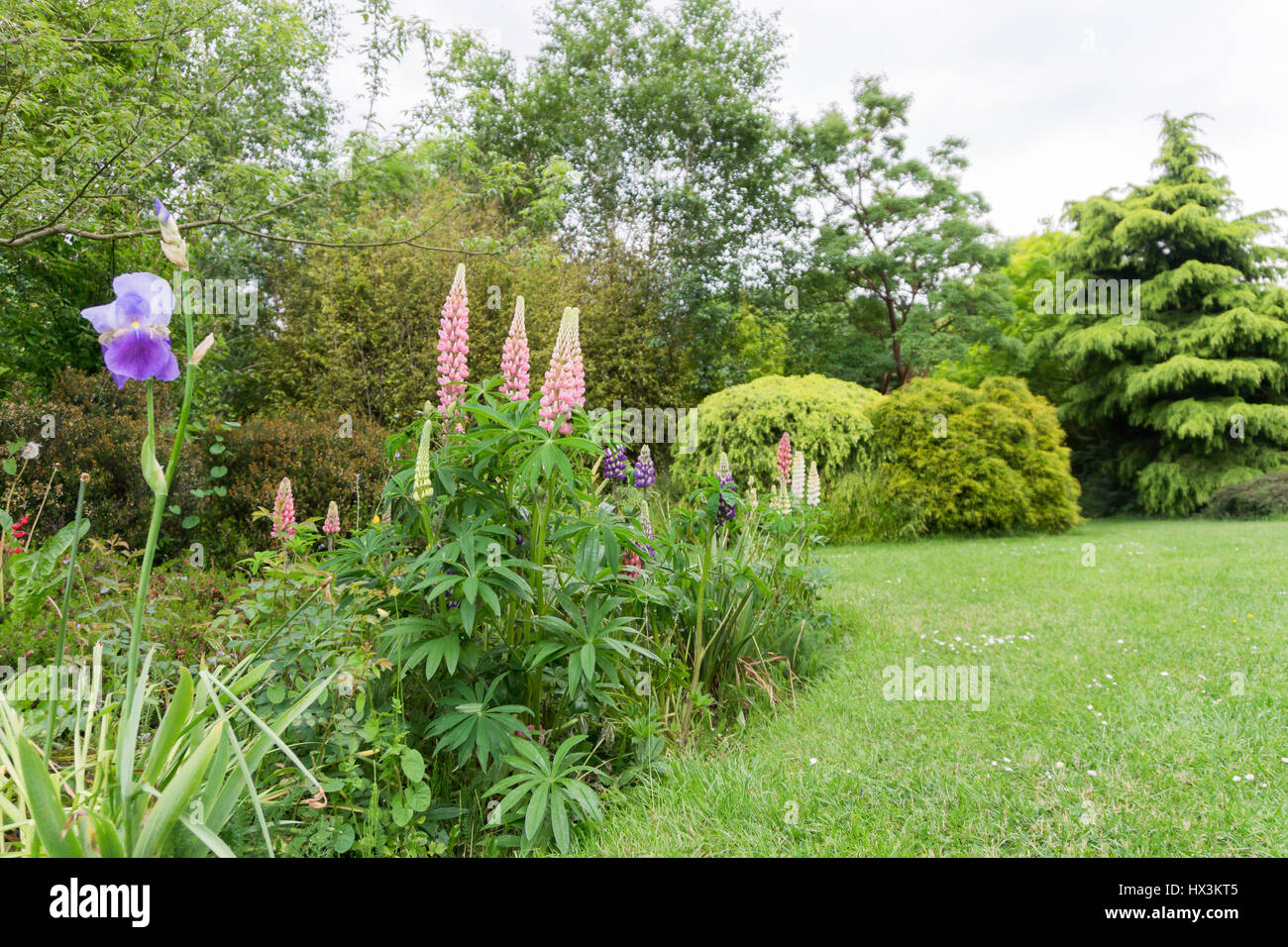 Fleurs de lupin dans la campagne Banque D'Images