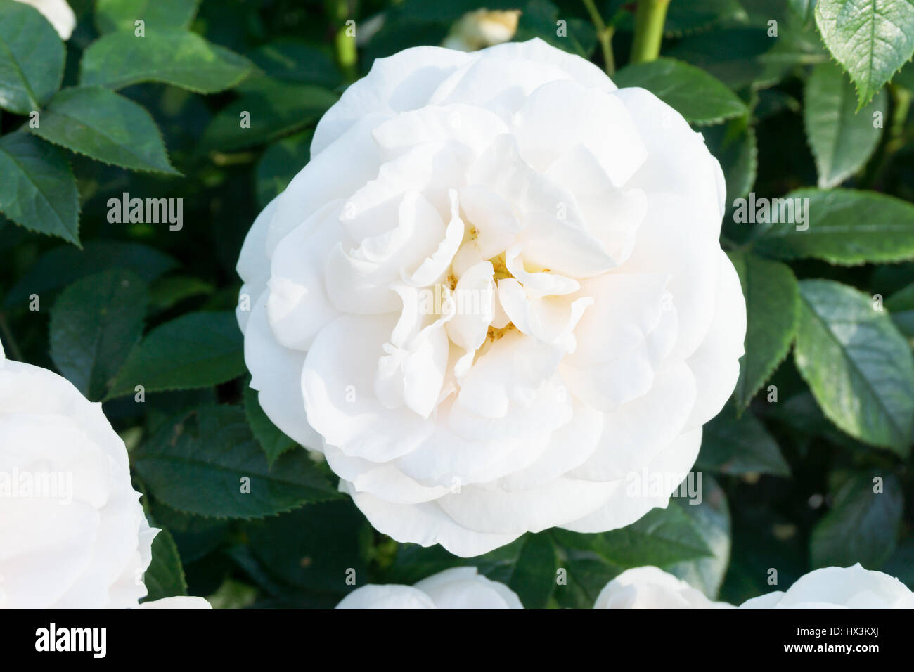 Des roses blanches dans un parc Banque D'Images Des roses blanches dans un parc Banque D'Images