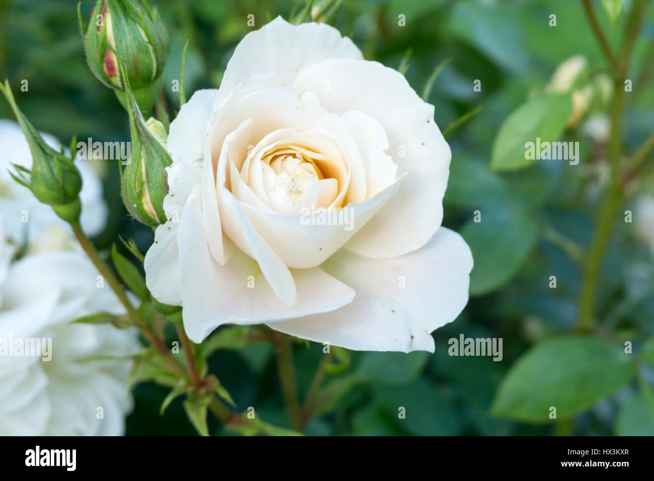 Des roses blanches dans un parc Banque D'Images Des roses blanches dans un parc Banque D'Images