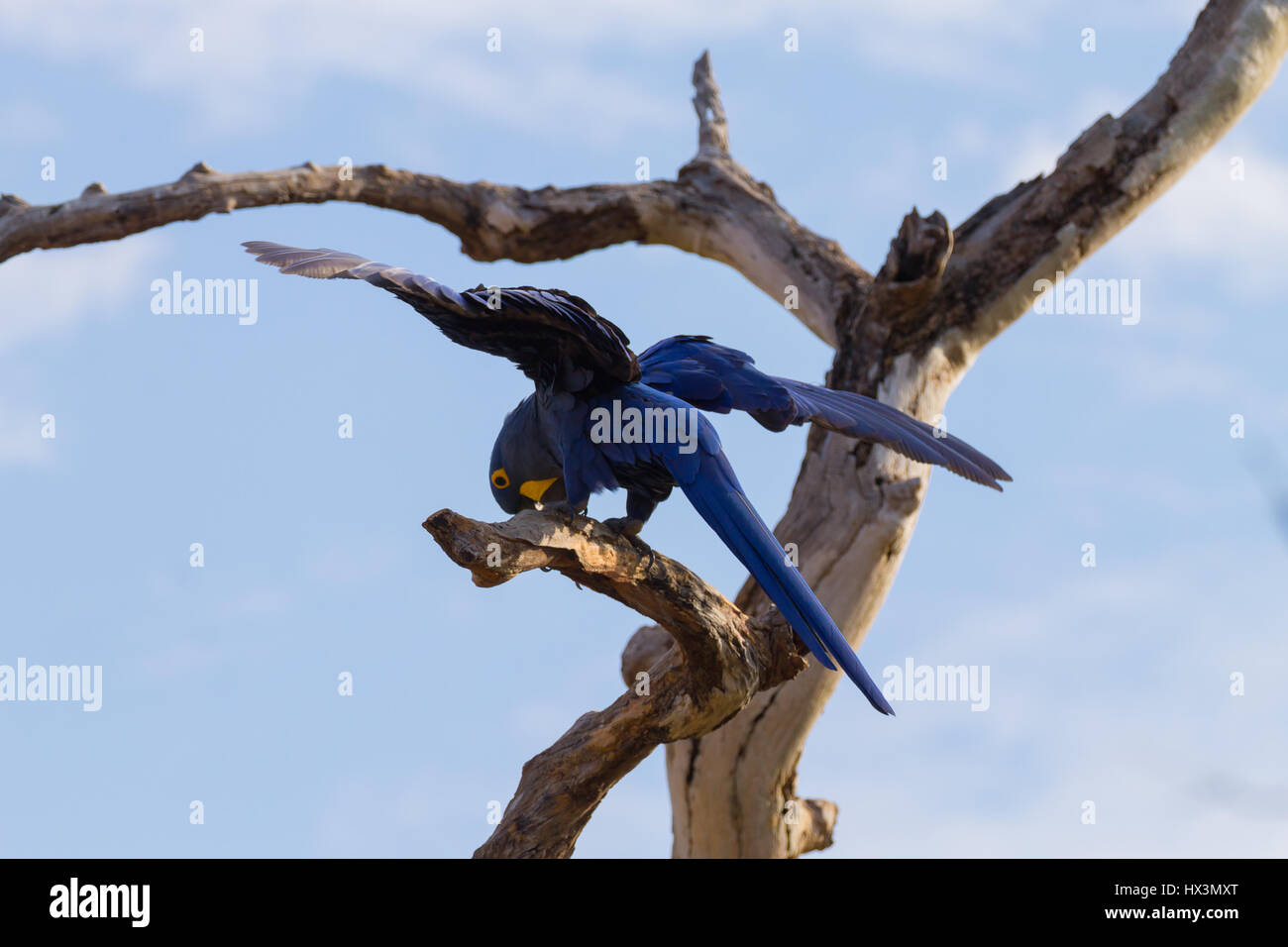 Ara hyacinthe close up de Pantanal, Brésil. La faune du Brésil. Plus grand perroquet dans le monde. Anodorhynchus hyacinthinus Banque D'Images