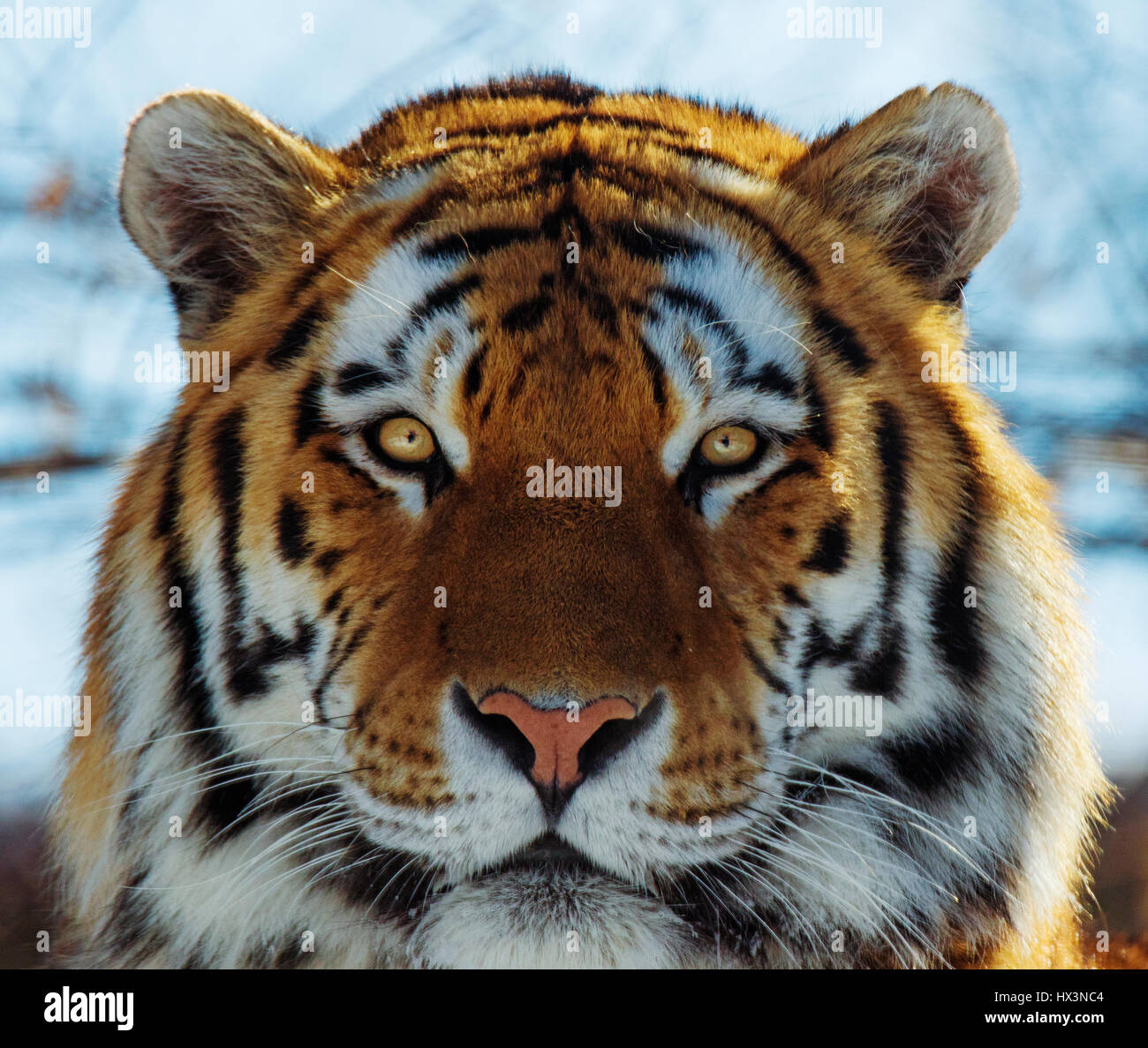 Tigre de Sibérie (Panthera tigris altaica) portrait en hiver Banque D'Images