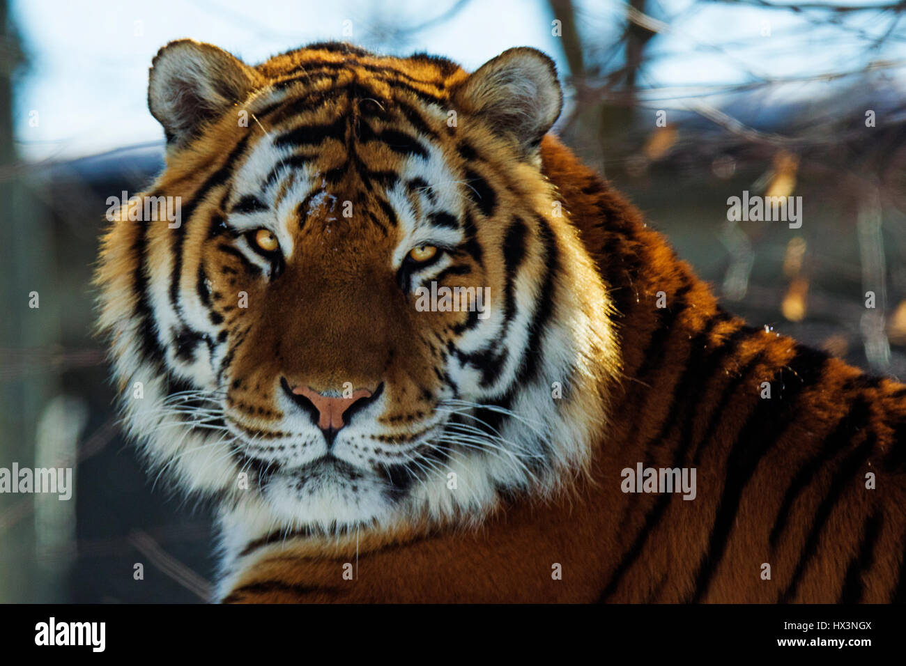 Tigre de Sibérie (Panthera tigris altaica) portrait en hiver Banque D'Images