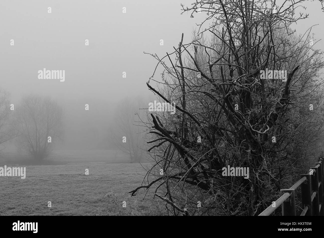 Arbres dans la brume et le brouillard Banque D'Images