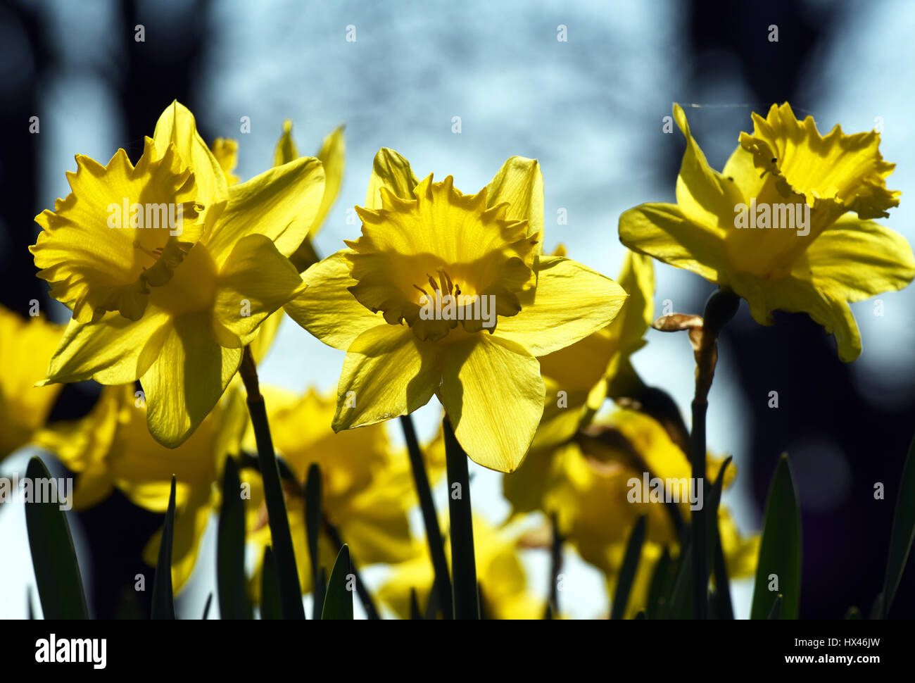 Düsseldorf, Allemagne. Mar 23, 2017. Jonquilles jaune en fleur dans un champ près de la rivière du Rhin à Düsseldorf, Allemagne, 23 mars 2017. - Pas de service de fil - Photo : Horst Ossinger//dpa/Alamy Live News Banque D'Images