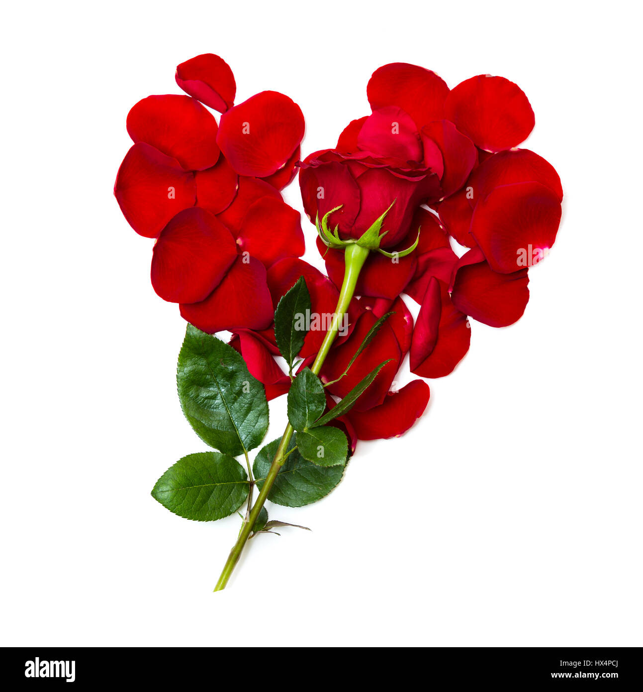 Pétales de rose en forme de coeur avec Rose. Banque D'Images