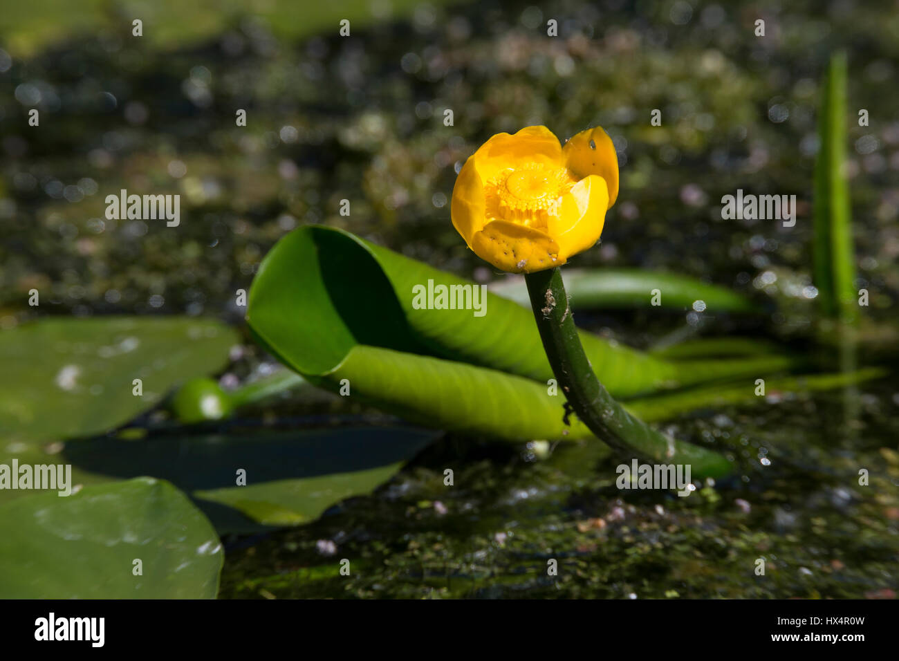 Gelbe Teichrose, Nuphar lutea, Mummel, bouteille de brandy, le grand nénuphar jaune, jaune, NÉNUPHAR nénuphar, Schwimmblatt-Pflanze Schwimmblattpflanze, commun Banque D'Images