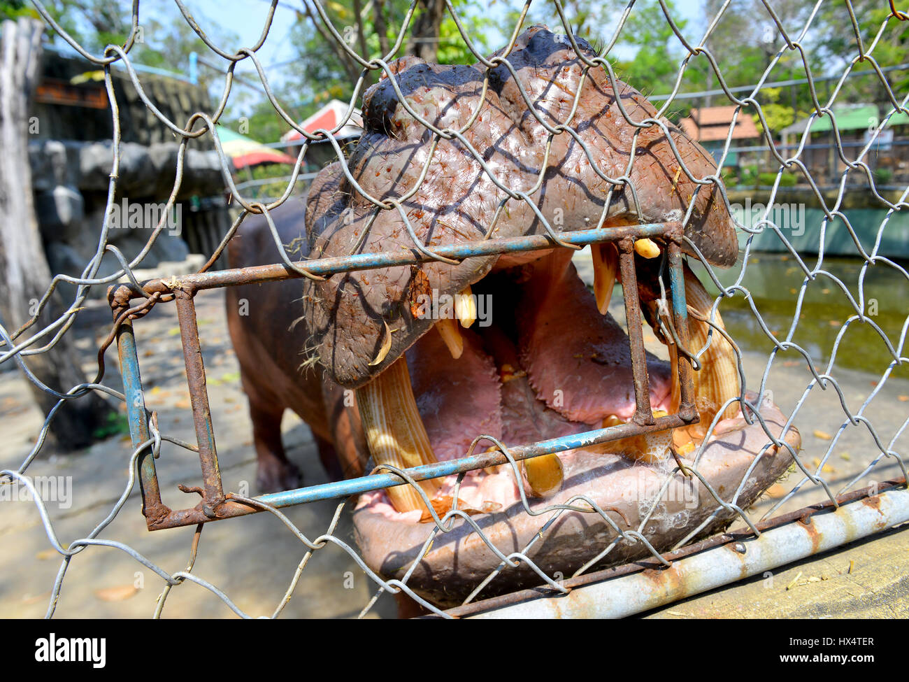 Hippopotamus, bouche ouverte pour l'attente de la nourriture de touris derrière la cage dans l'air extérieur éclairage ensoleillé. Banque D'Images