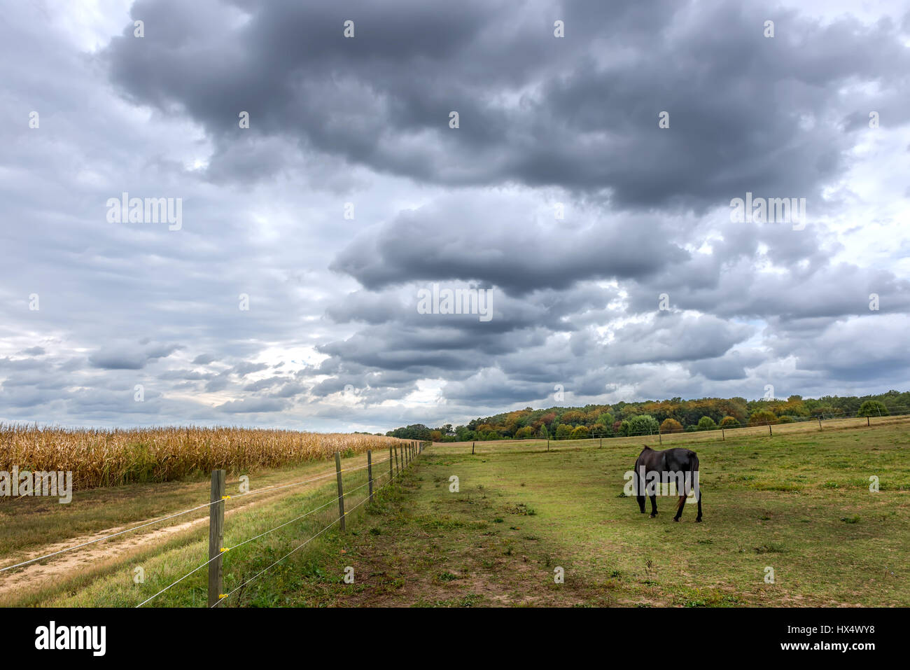 Tranquillement à cheval paissant dans un champ sur une ferme du Maryland au coucher du soleil en automne Banque D'Images