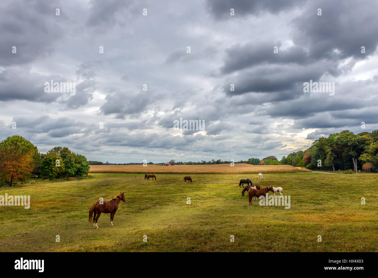 Les chevaux brouter tranquillement dans un champ sur une ferme près de Maryland coucher du soleil en automne Banque D'Images