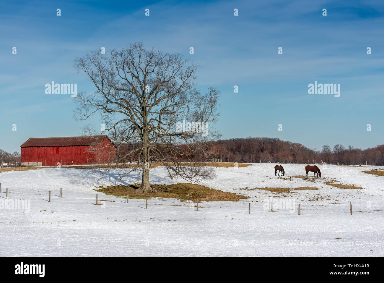 Ferme du Maryland en hiver avec des chevaux qui paissent dans la neige, grange rouge et orme Banque D'Images